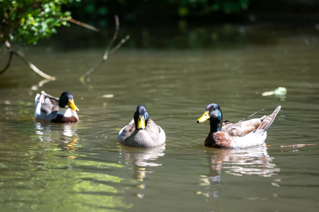 Canards colvert