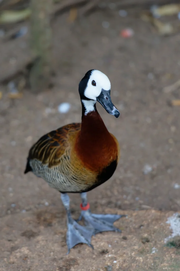 Dendrocygne veuf