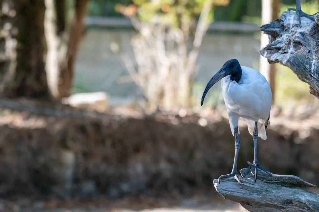 Ibis sacré