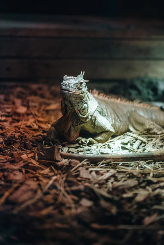 Iguane