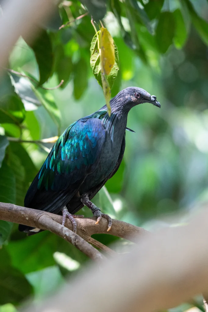 Pigeon de Nicobar