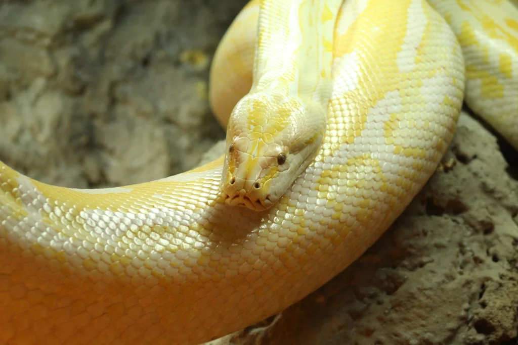 Python molure 3