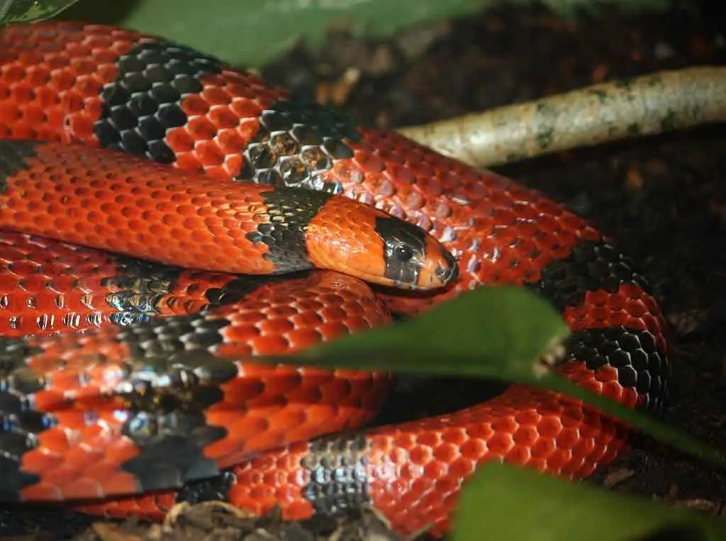 Serpent faux corail (photo internet)