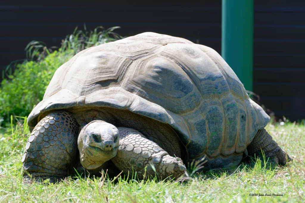 Tortue Aldabra