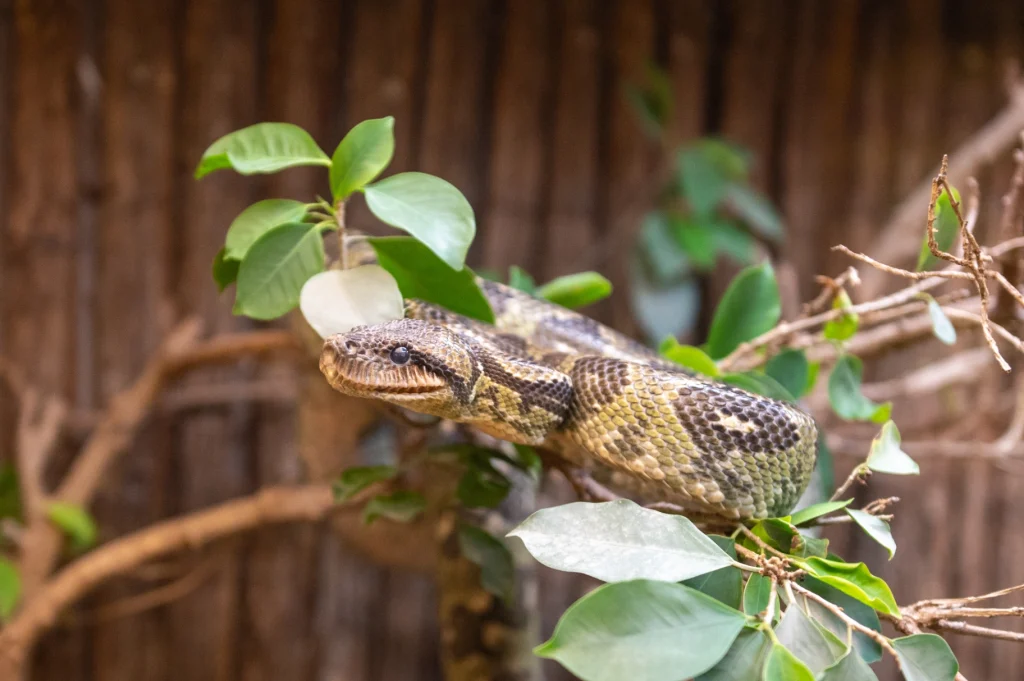 boa de madagascar (2)