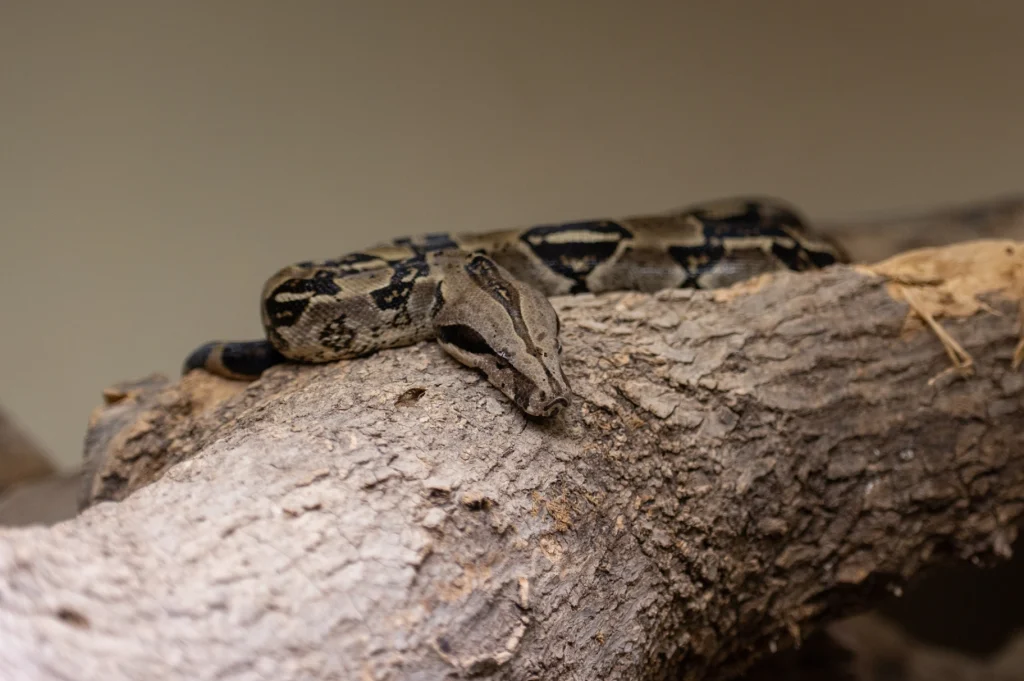 boa imperator constricor