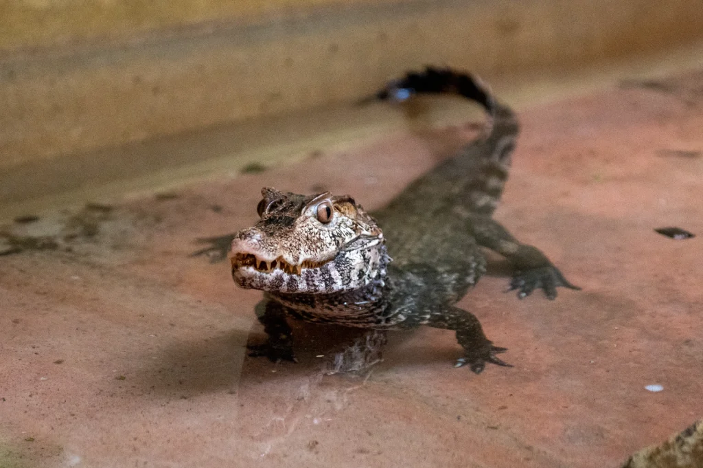 caiman nain de cuvier (4)