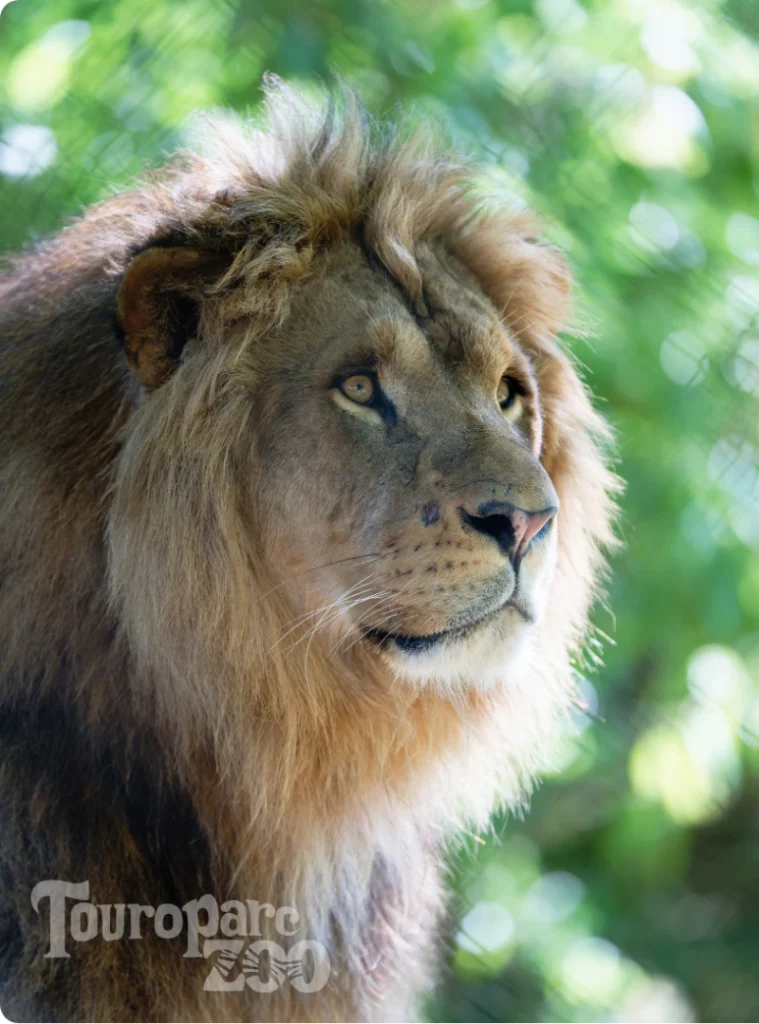 lion