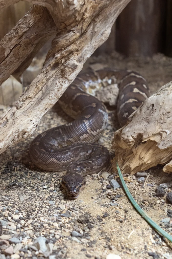 python dangola 8