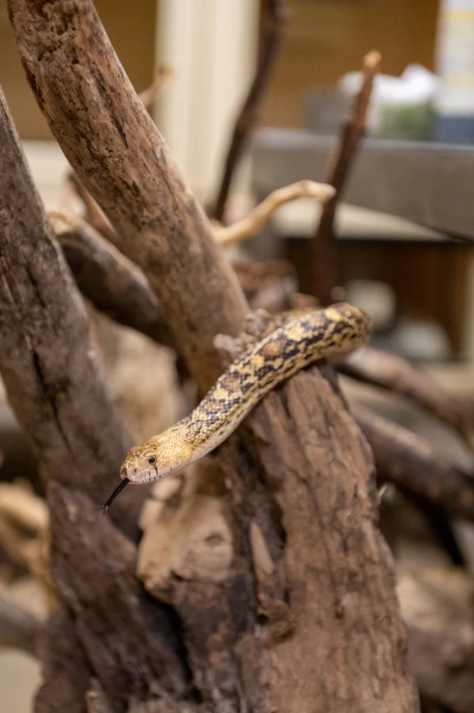 serpent taureau