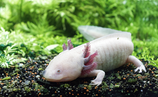 Axolotl (photo internet)